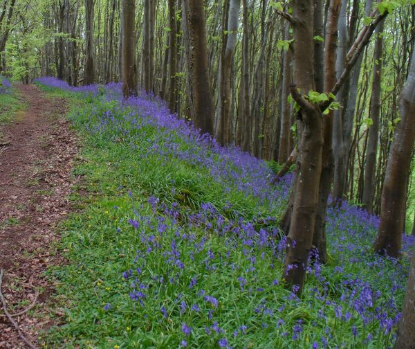 Bluebell Wood